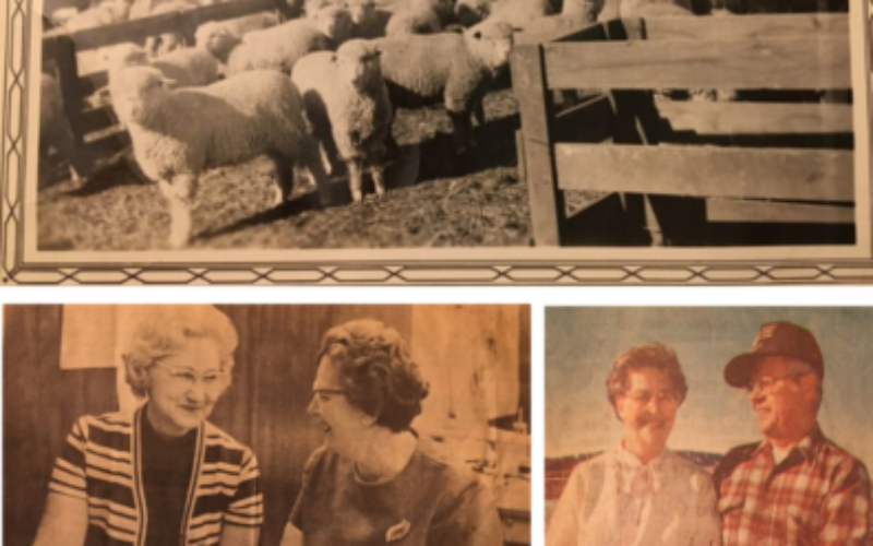 Looking Back on 40 Years of Yarn